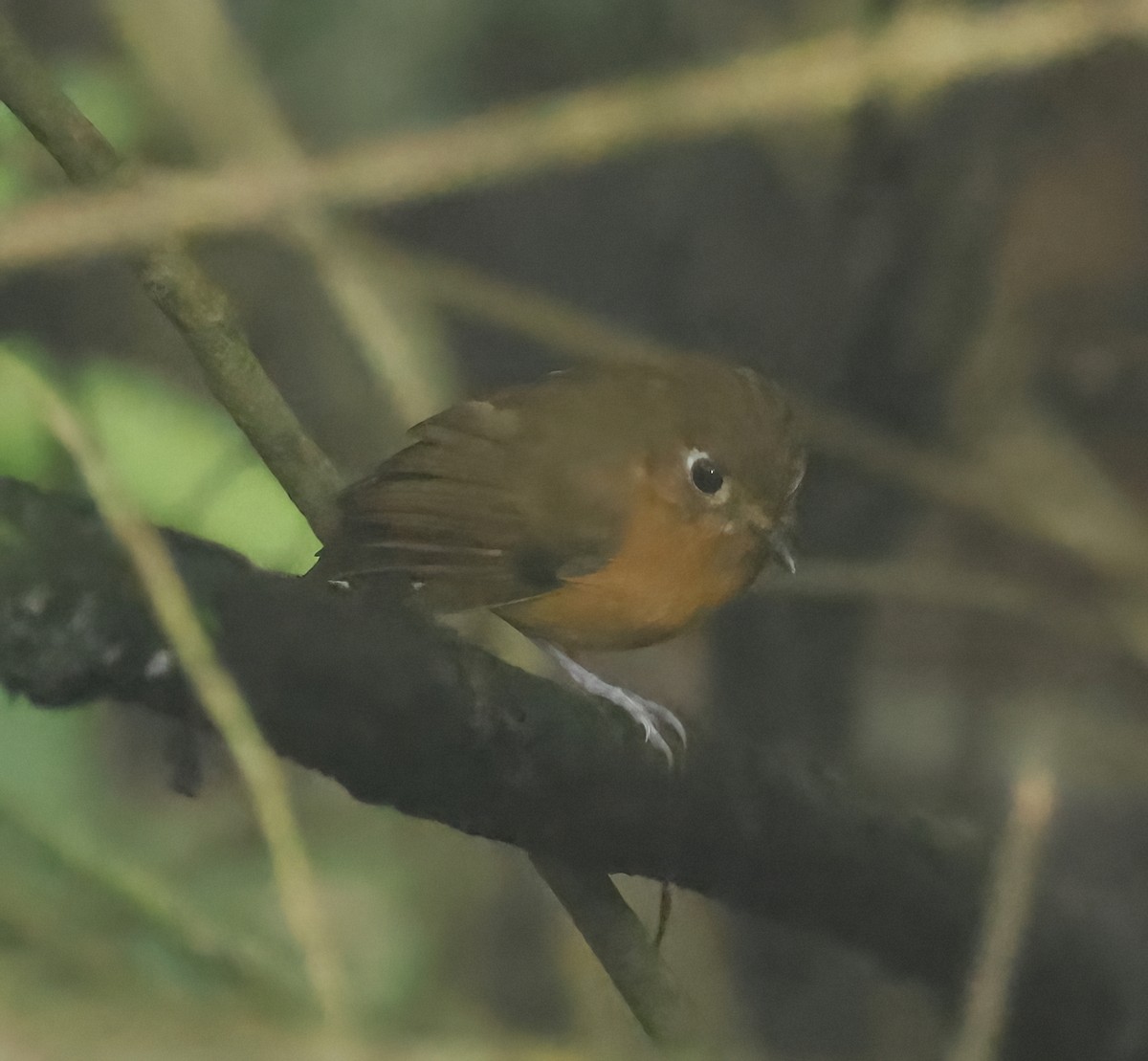 Rusty-breasted Antpitta - ML626325172