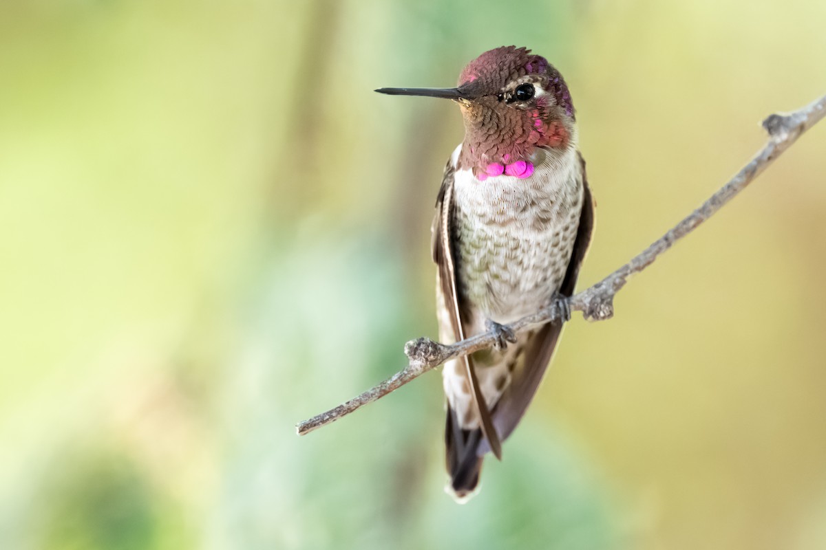 Anna's Hummingbird - ML626325195