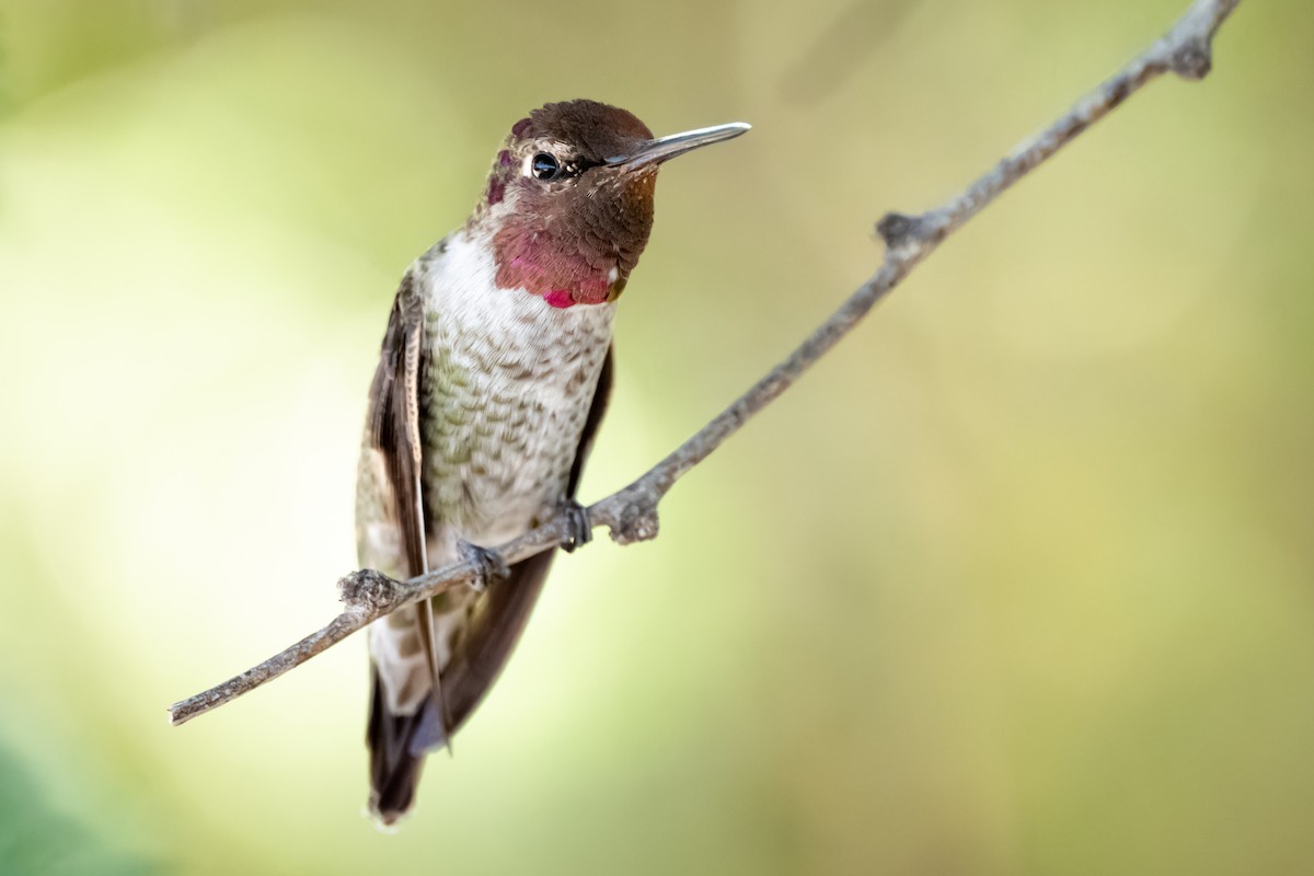 Anna's Hummingbird - ML626325222