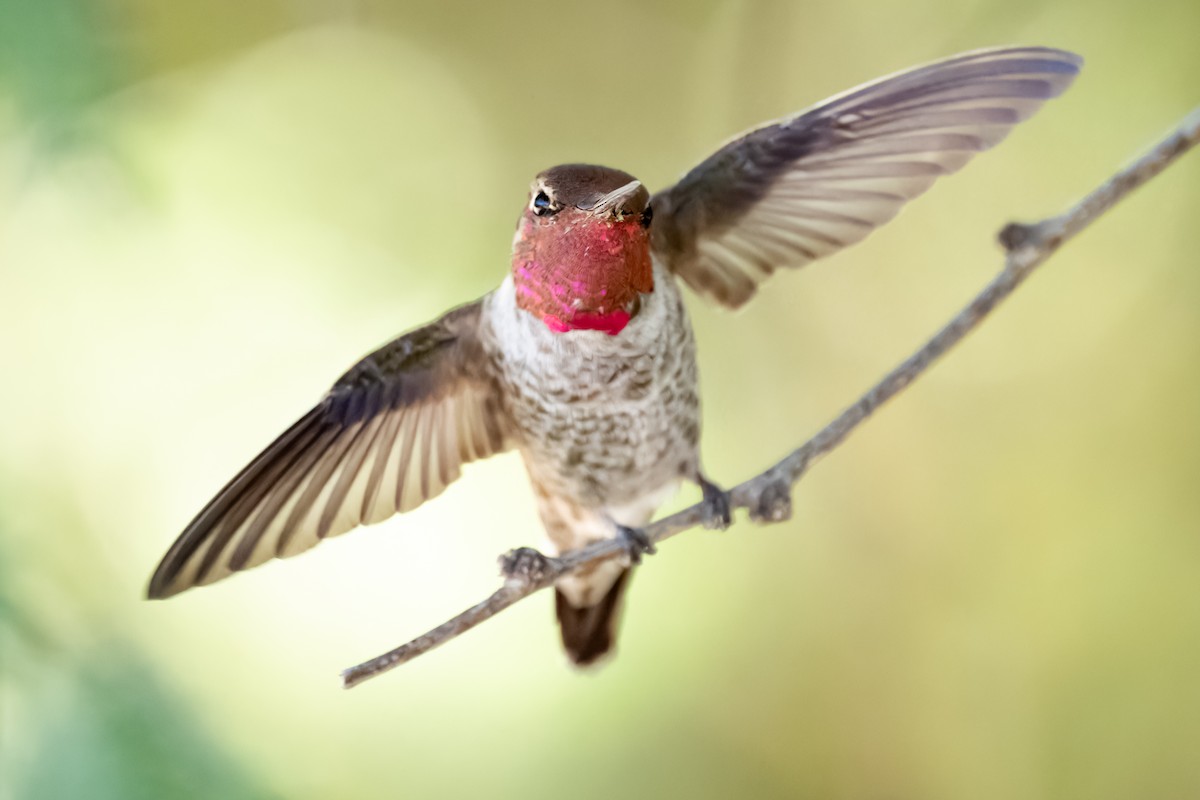 Anna's Hummingbird - ML626325223