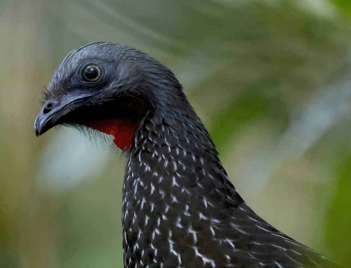 Band-tailed Guan - ML626325248