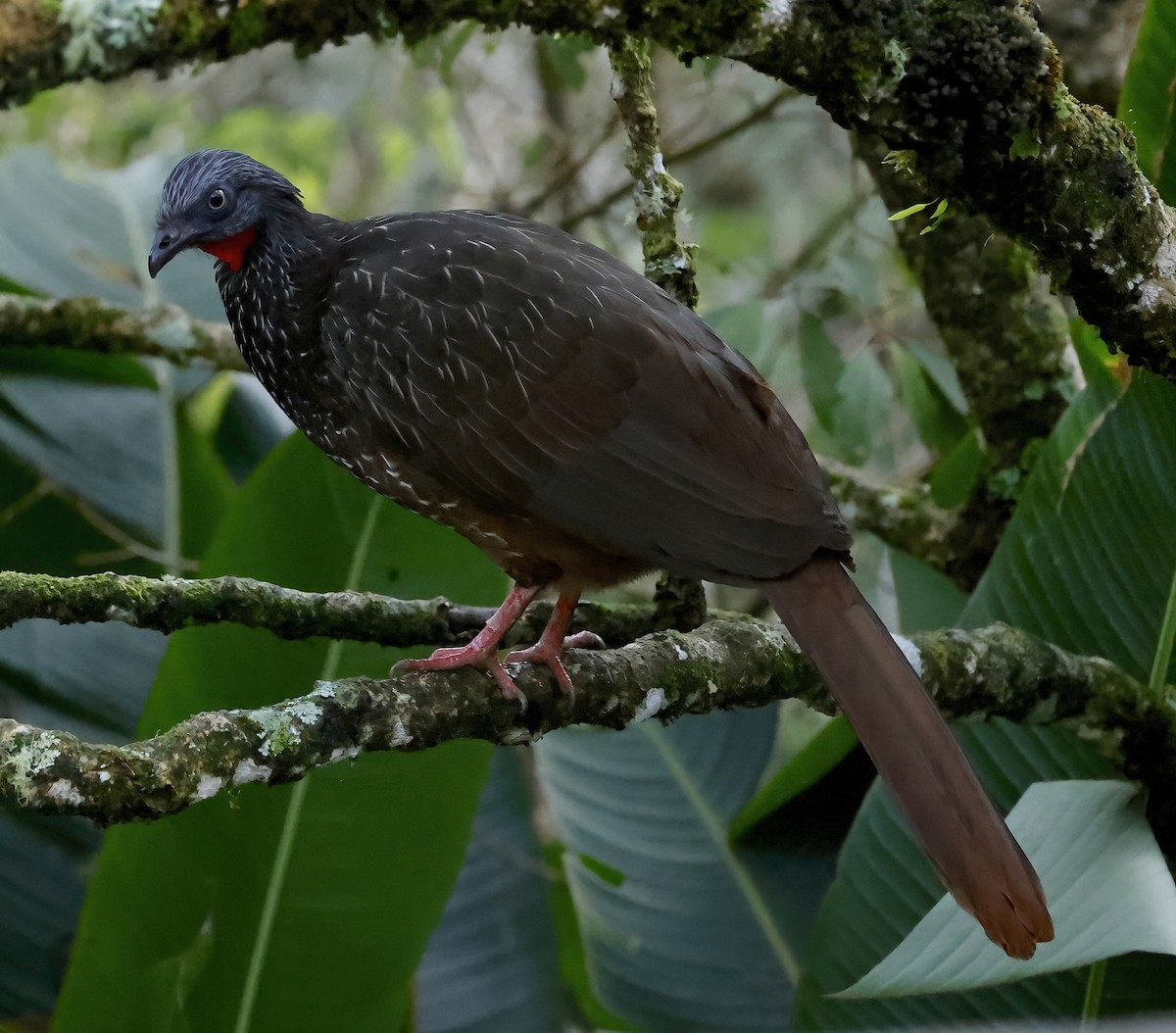 Band-tailed Guan - ML626325254
