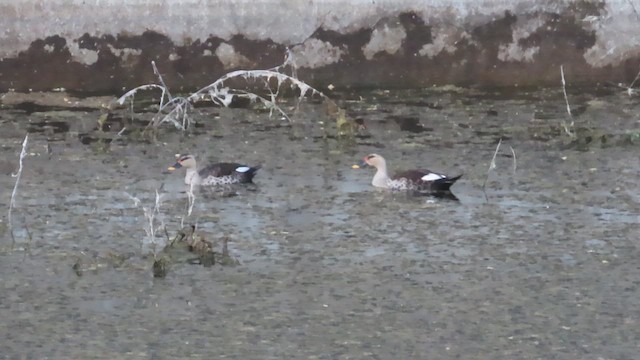 Indian Spot-billed Duck - ML626325301