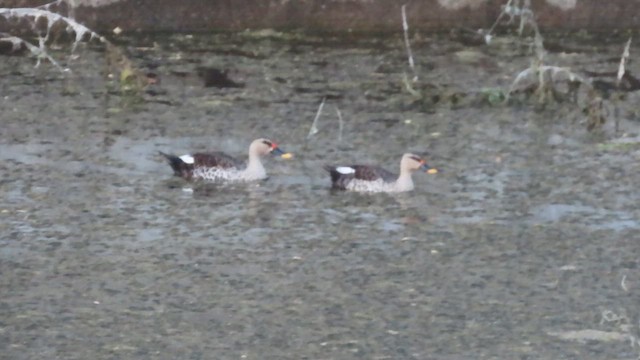 Indian Spot-billed Duck - ML626325303