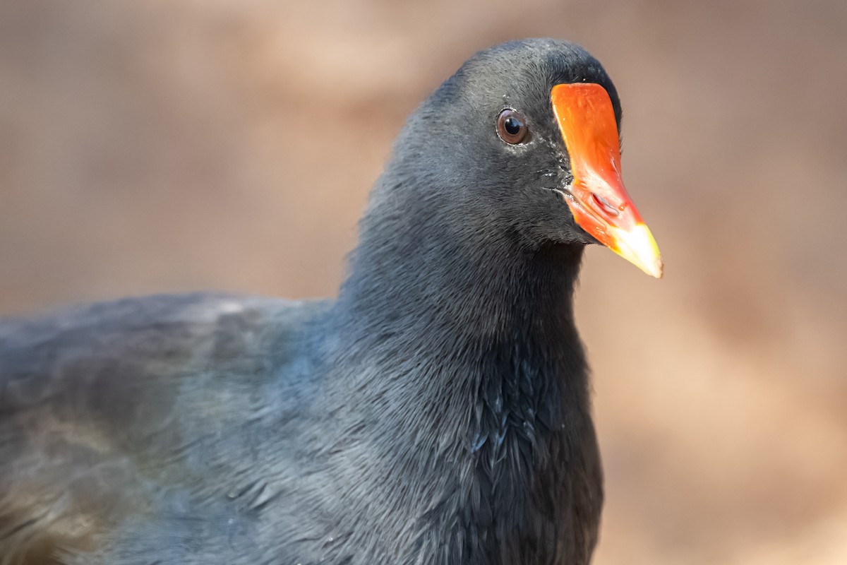 Common Gallinule - ML626325334