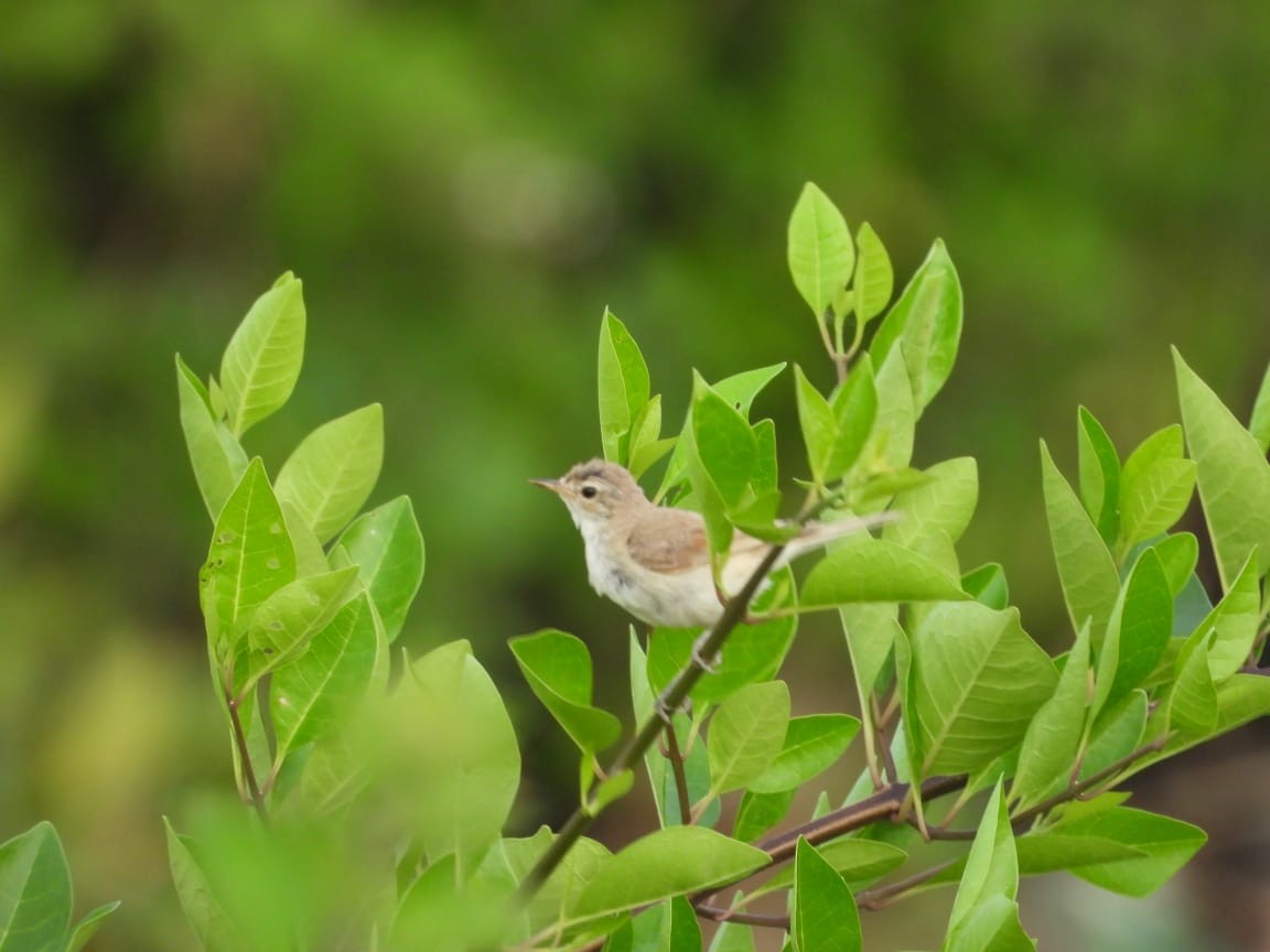 靴籬鶯 - ML626325381