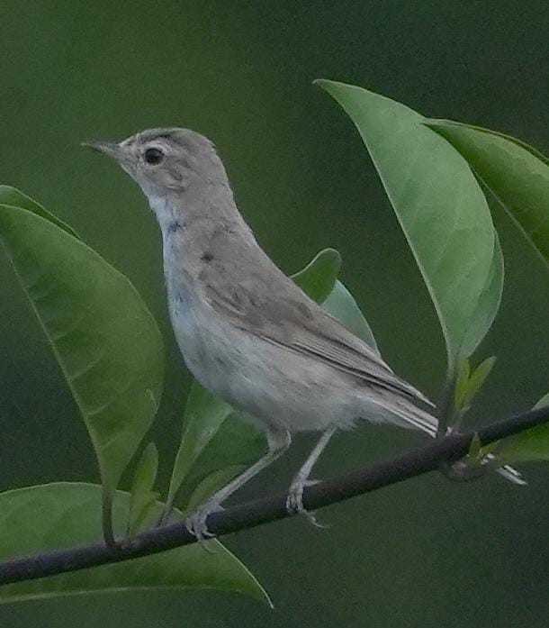 靴籬鶯 - ML626325382