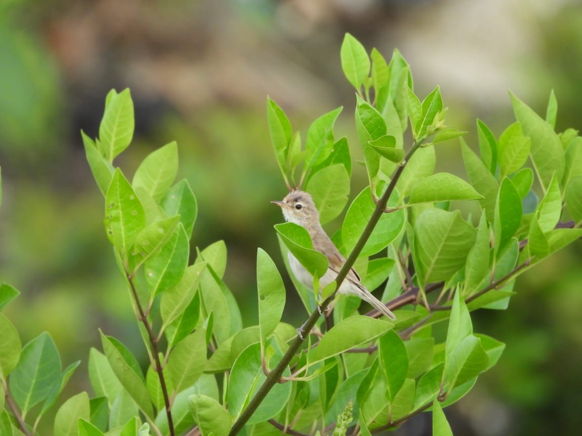 靴籬鶯 - ML626325383