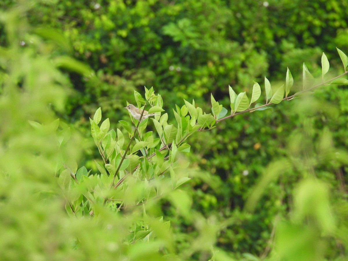 靴籬鶯 - ML626325384