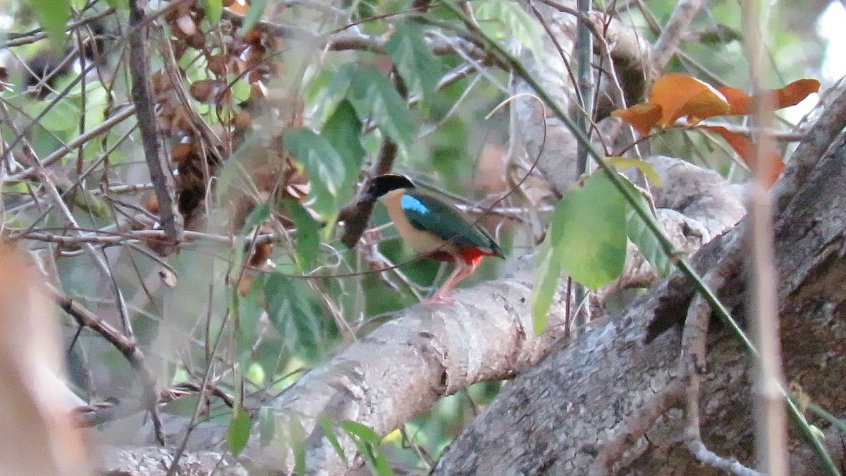 Elegant Pitta - ML626325468