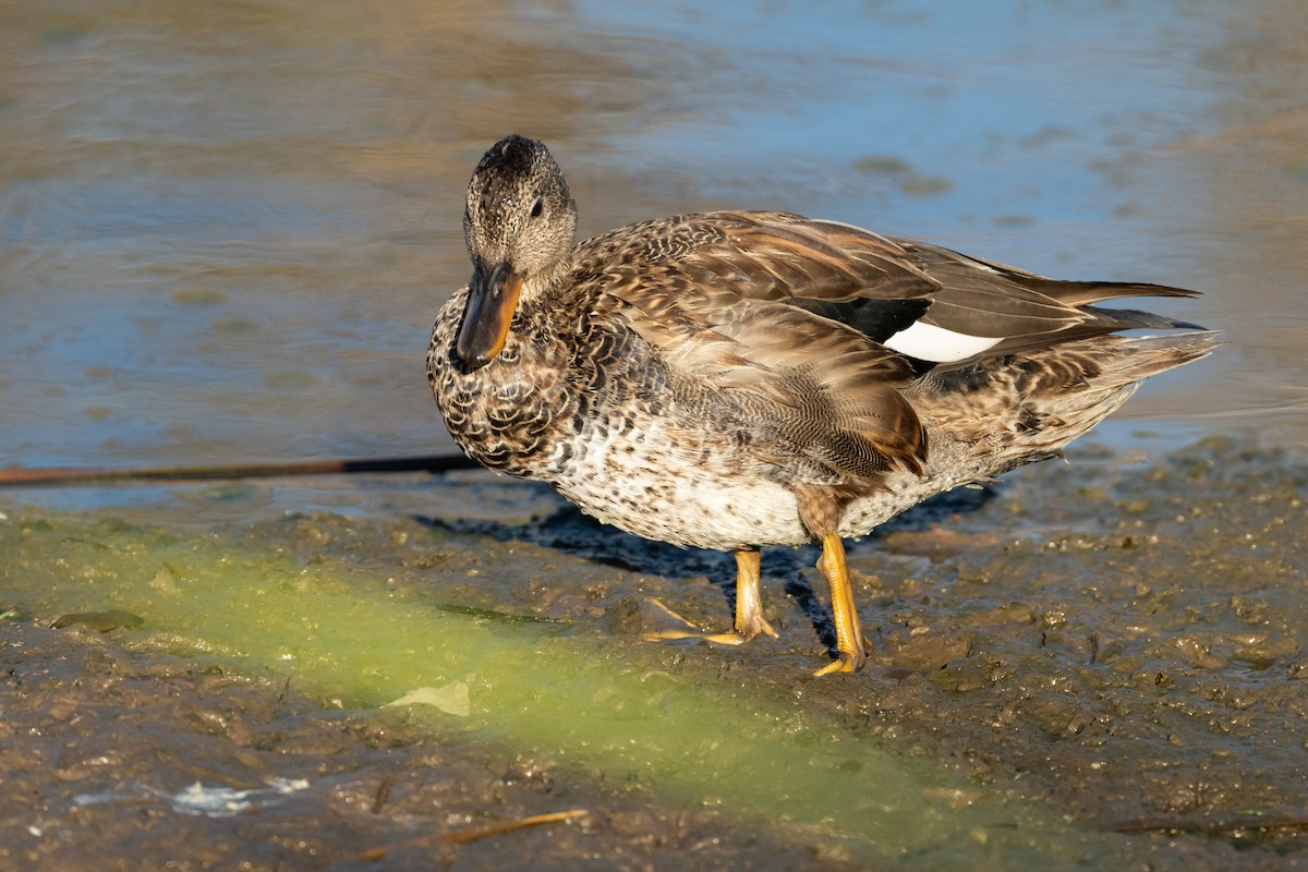 Gadwall - ML626325541