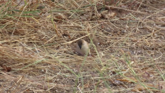 Indian Silverbill - ML626325626