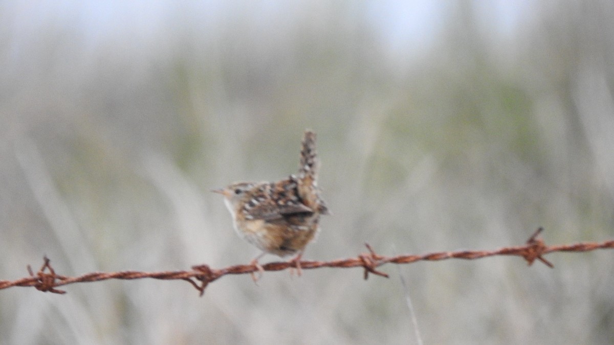 Grass Wren (Austral) - ML626325668