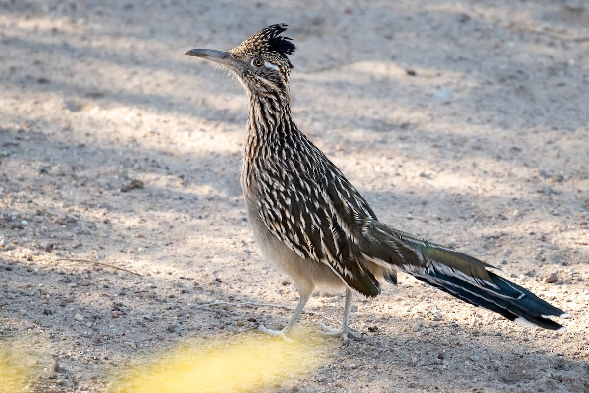 Greater Roadrunner - ML626325767