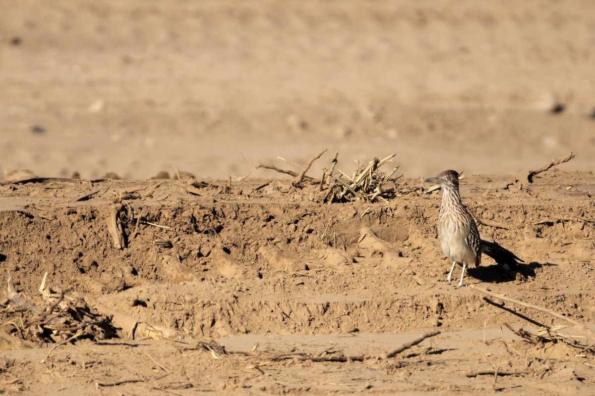 Greater Roadrunner - ML626325768