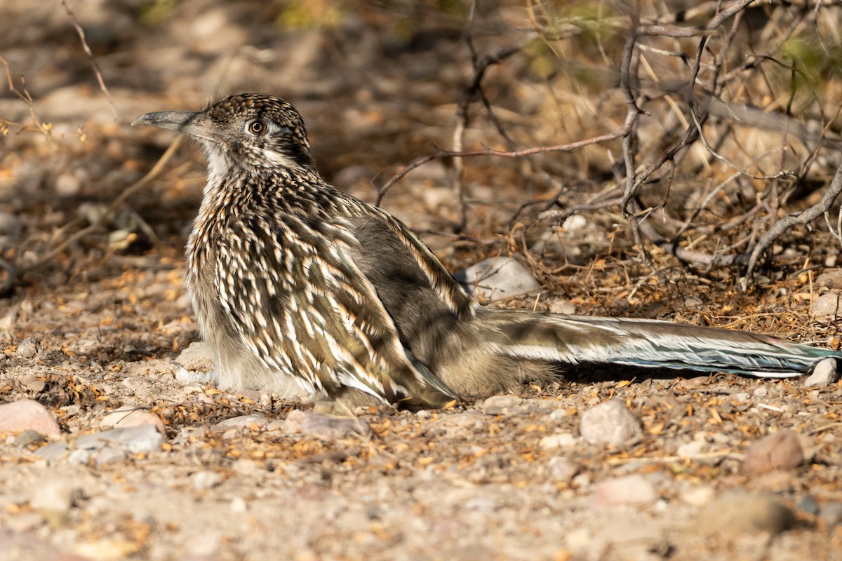 Greater Roadrunner - ML626325774