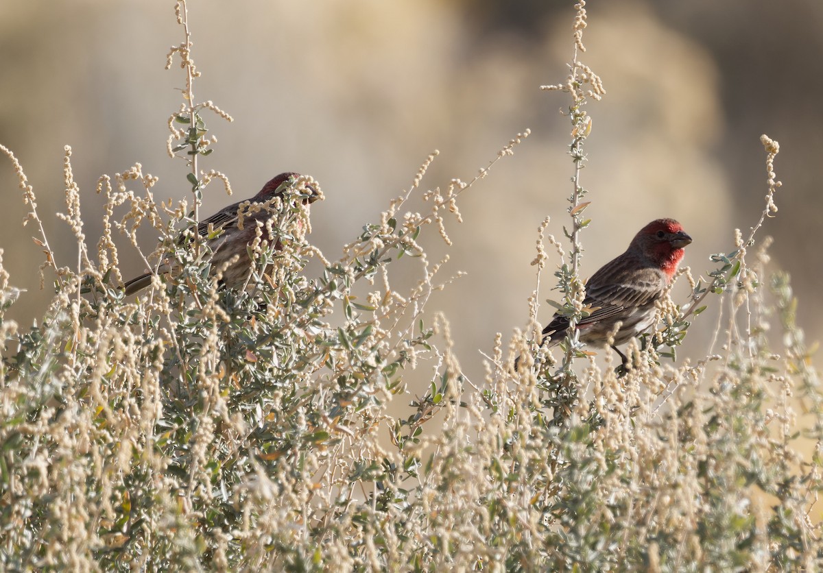 House Finch - ML626325821