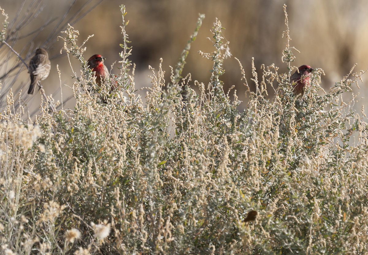 House Finch - ML626325822