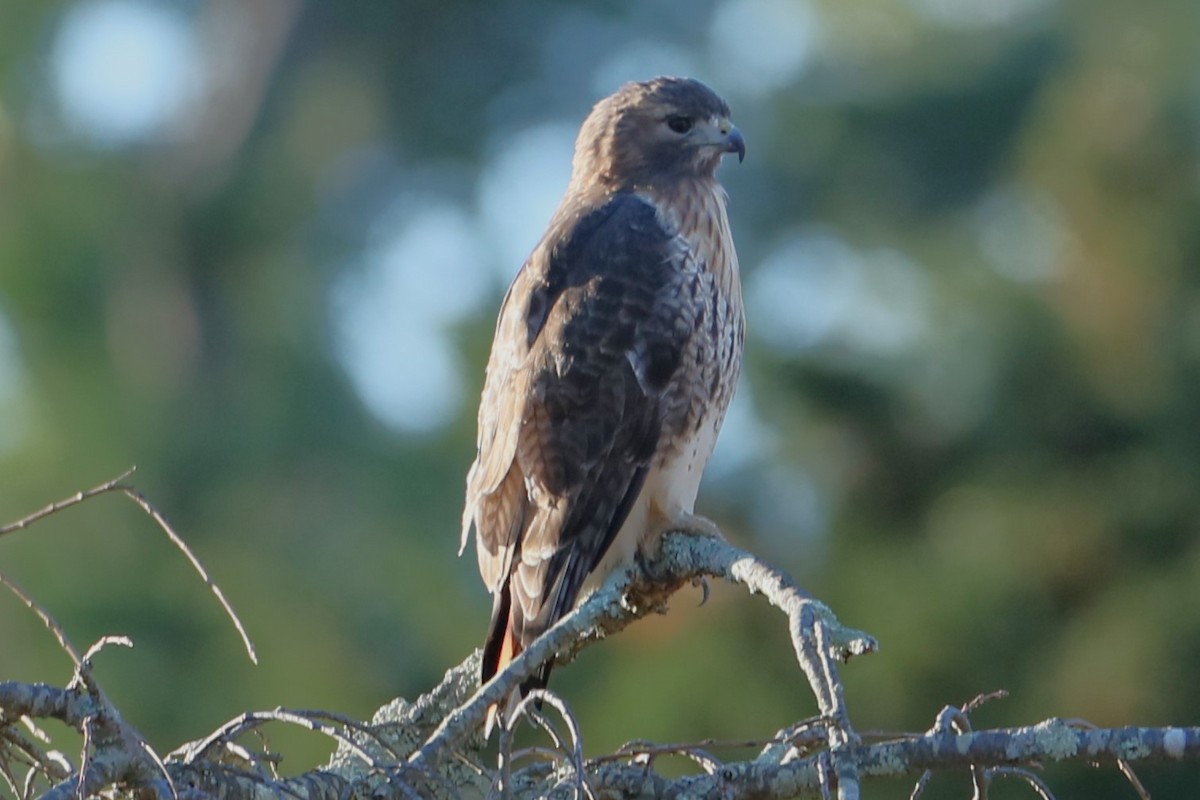 Red-tailed Hawk - ML626325865