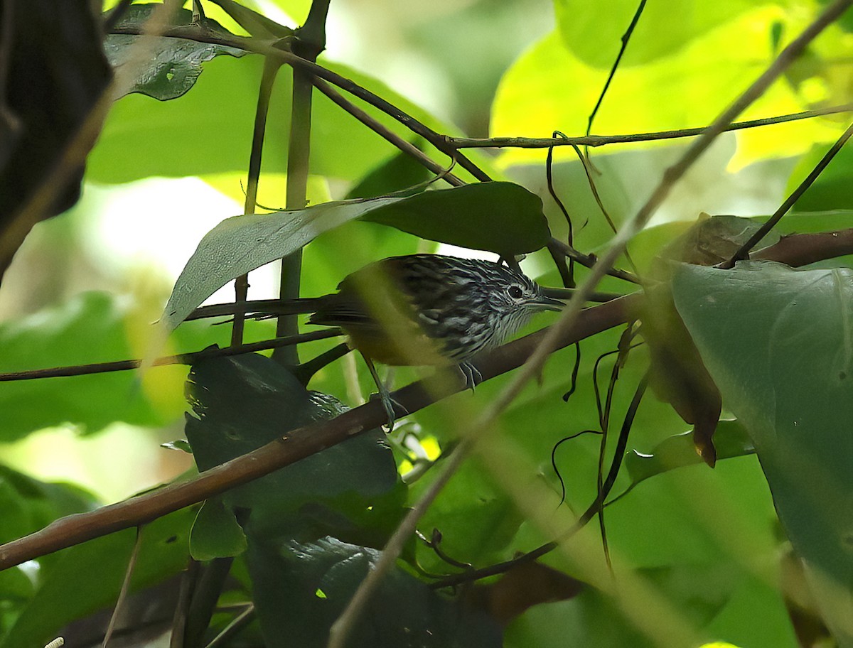 Santa Marta Antbird - ML626325893