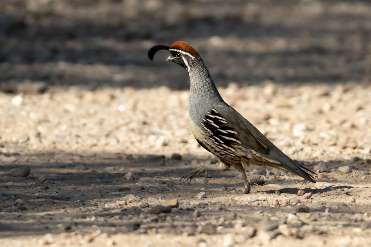 Gambel's Quail - ML626325929