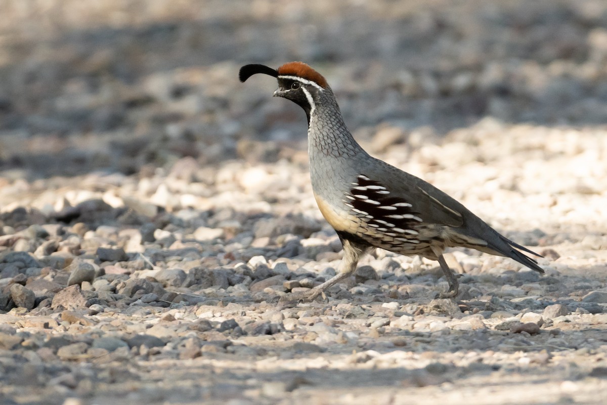 Gambel's Quail - ML626325930