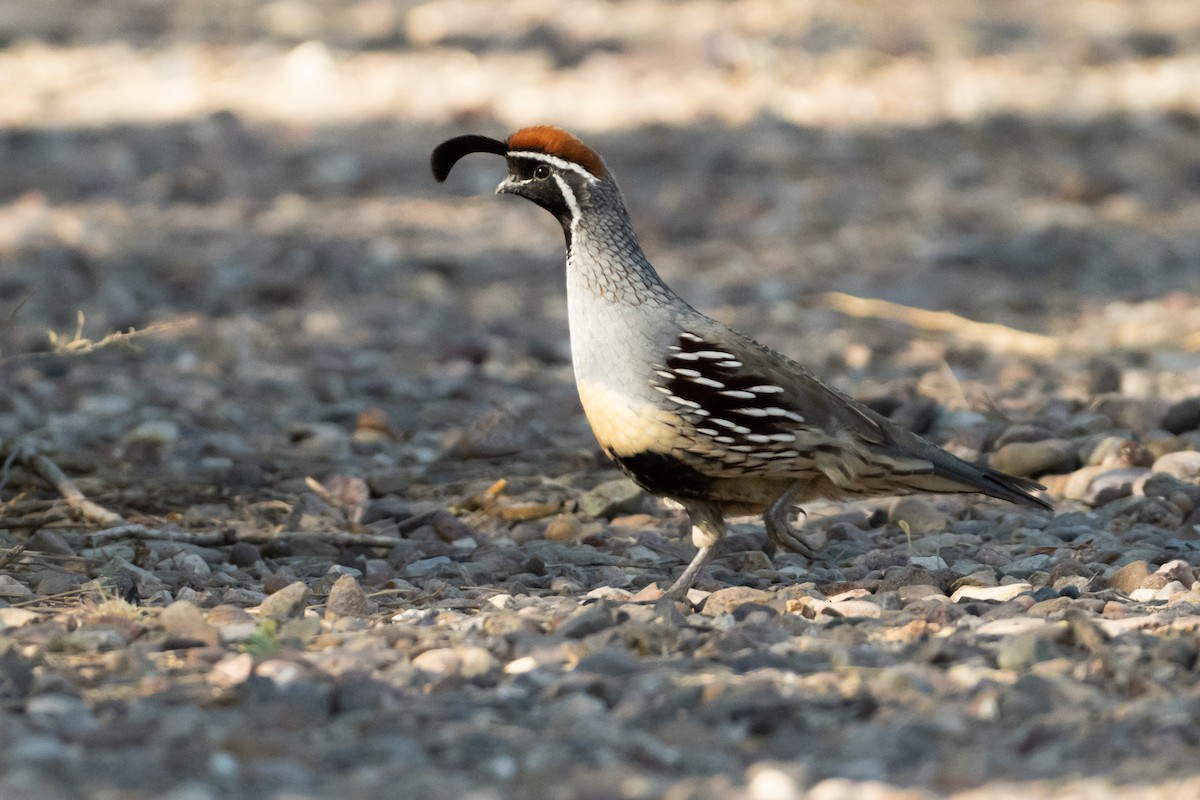 Gambel's Quail - ML626325935