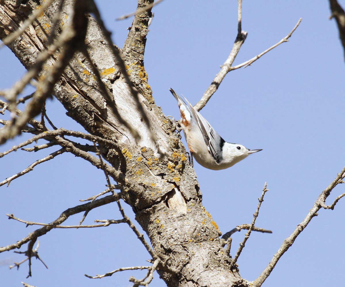 White-breasted Nuthatch - ML626326138