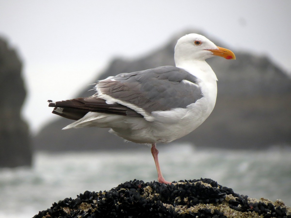 Western Gull - ML626326324