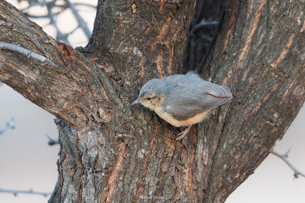 Long-billed Crombec - ML626326402