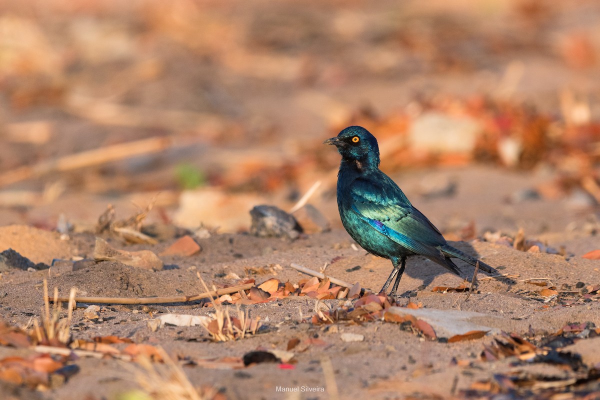 Cape Starling - ML626326409