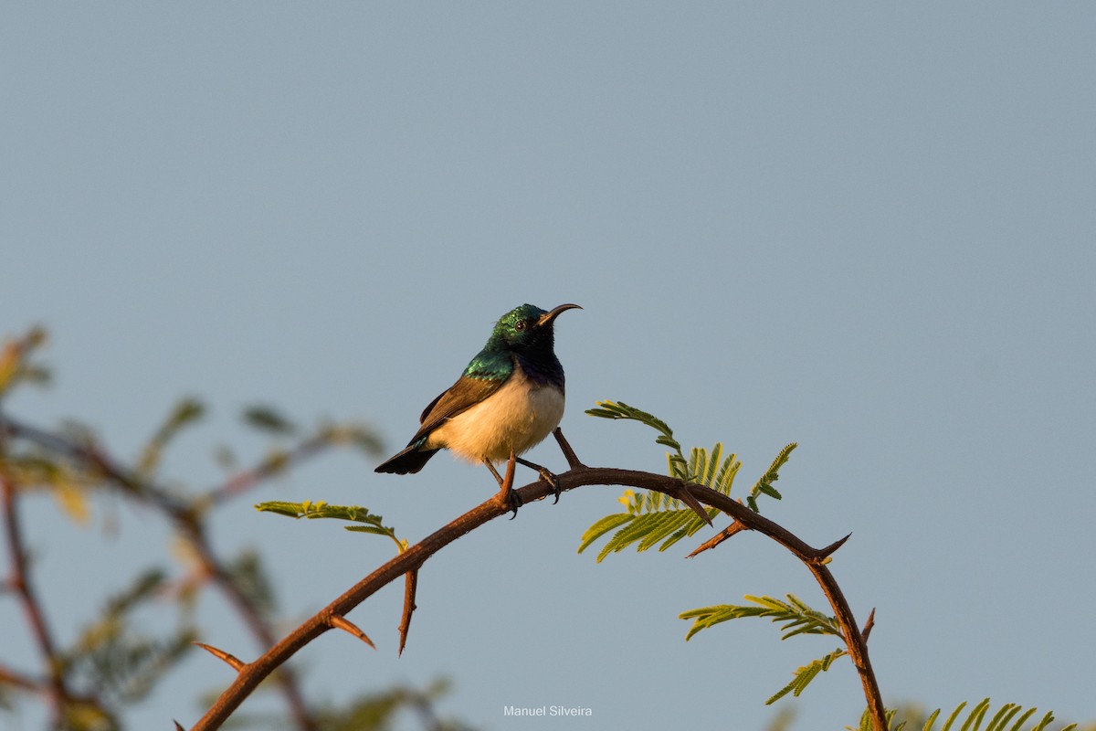 White-bellied Sunbird - ML626326442