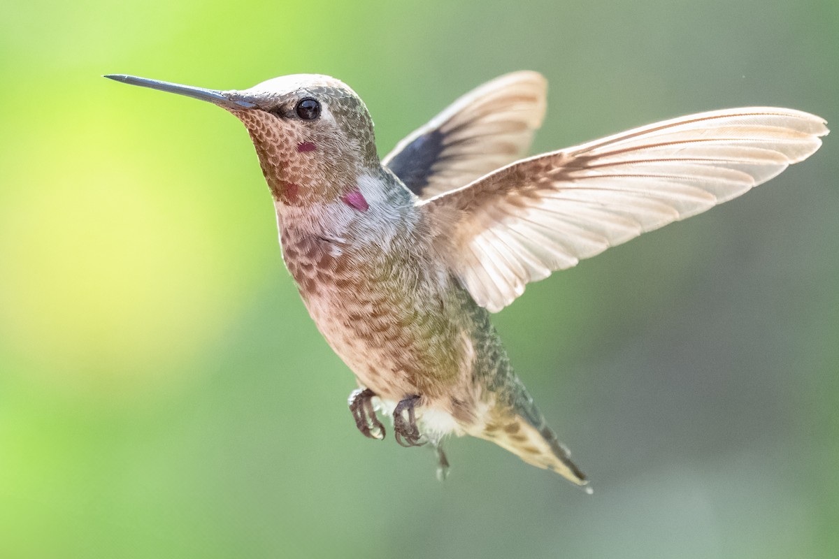 Anna's Hummingbird - ML626326496