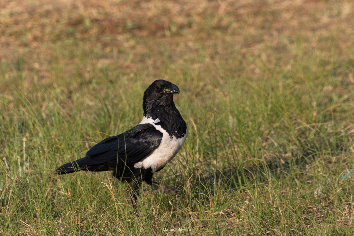 Pied Crow - ML626326666