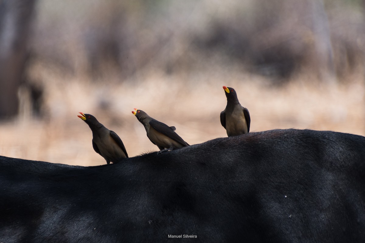 Yellow-billed Oxpecker - ML626326669