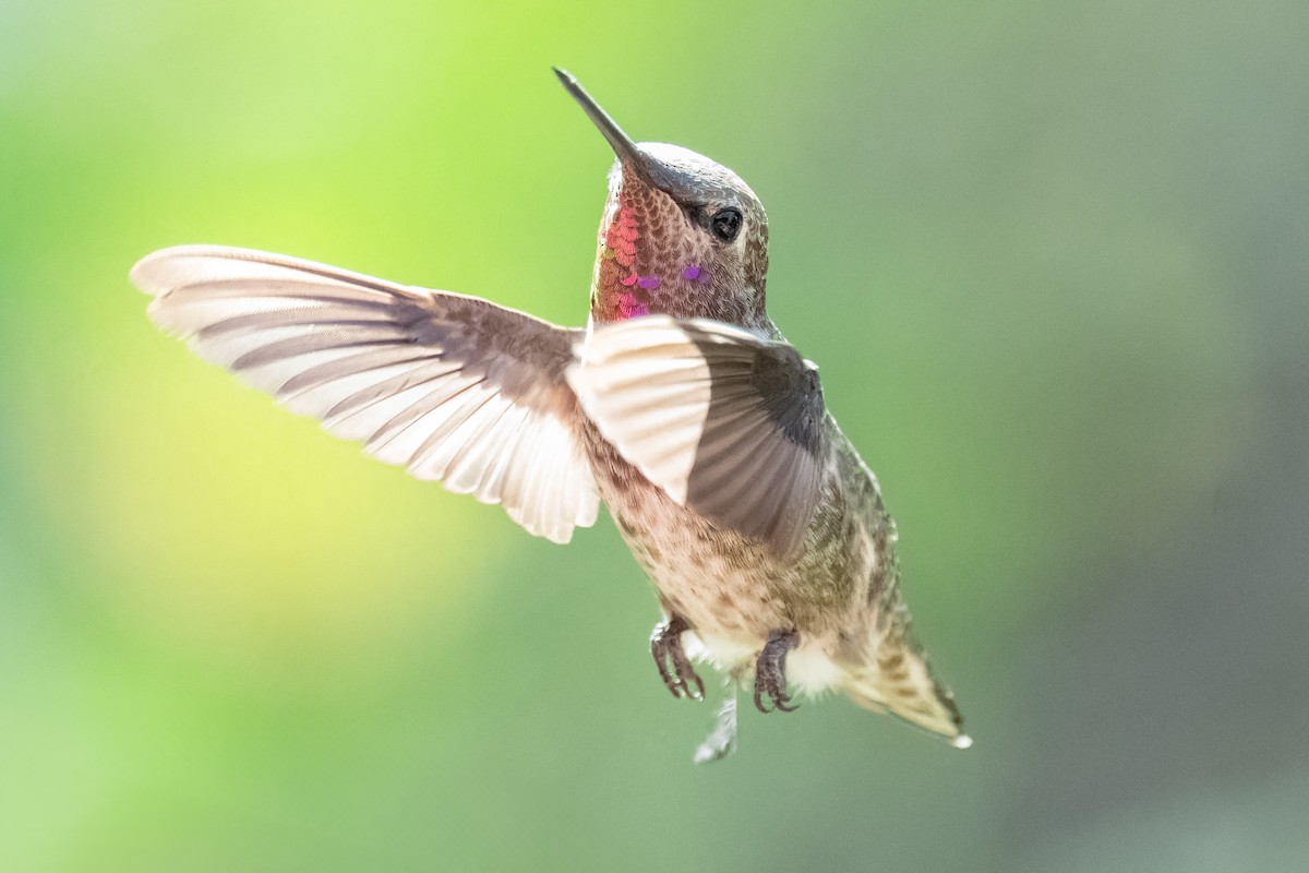 Anna's Hummingbird - ML626326681