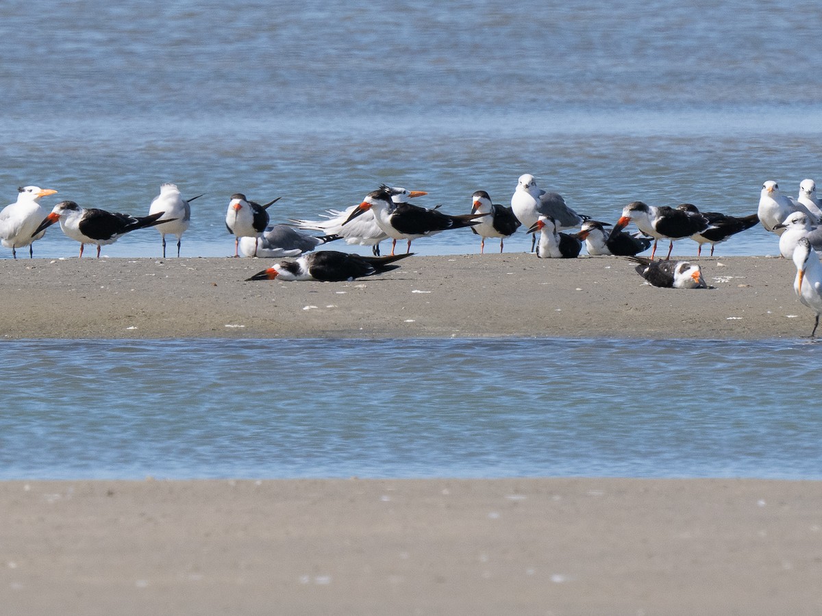 Black Skimmer - ML626326796