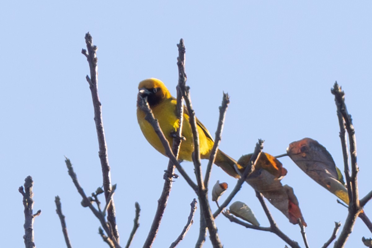 Bertram's Weaver - ML626326802