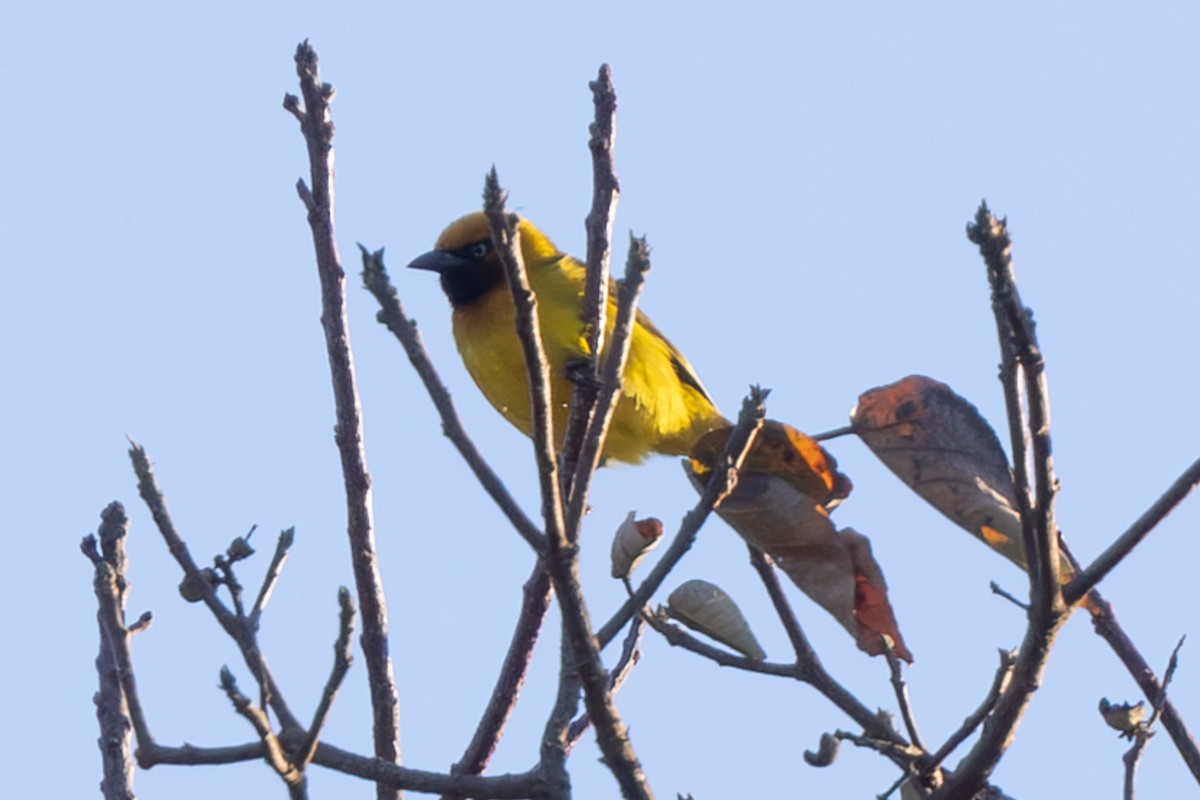 Bertram's Weaver - ML626326803