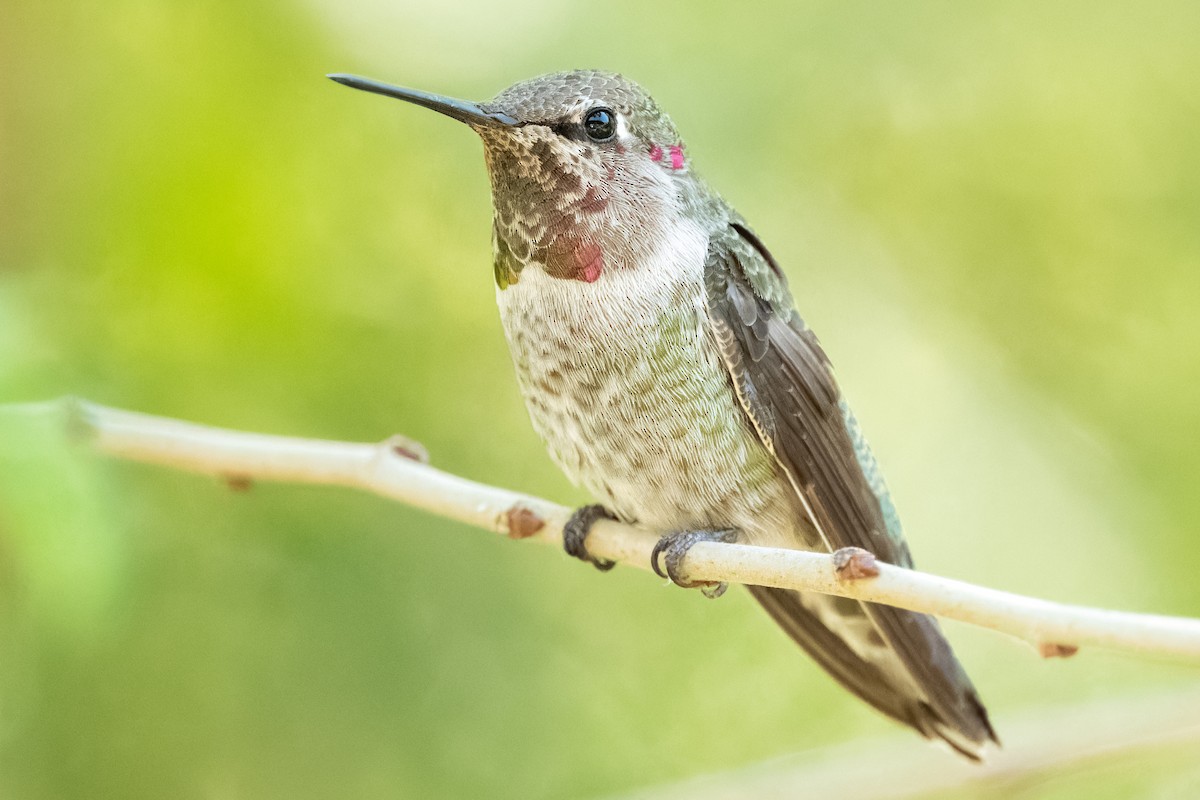 Anna's Hummingbird - ML626326837