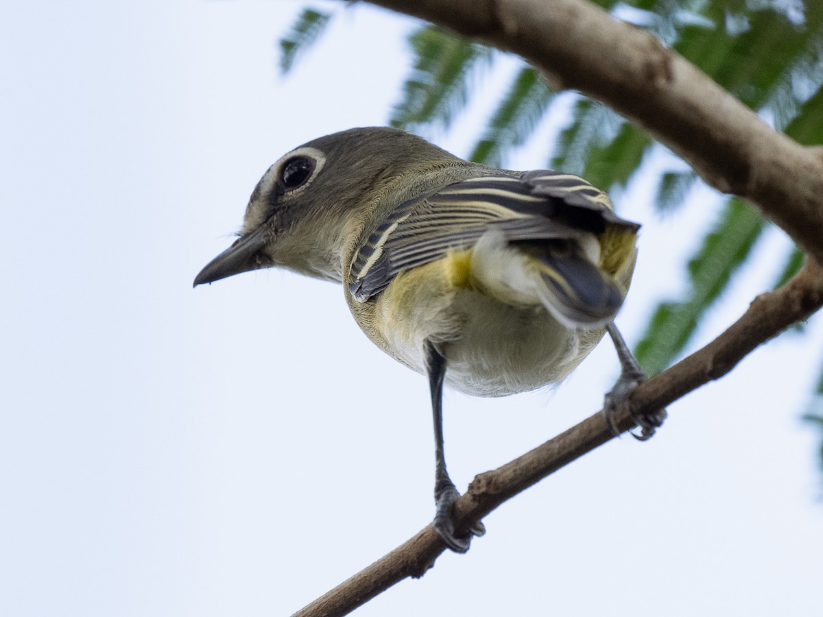 Blue-headed Vireo - ML626326879