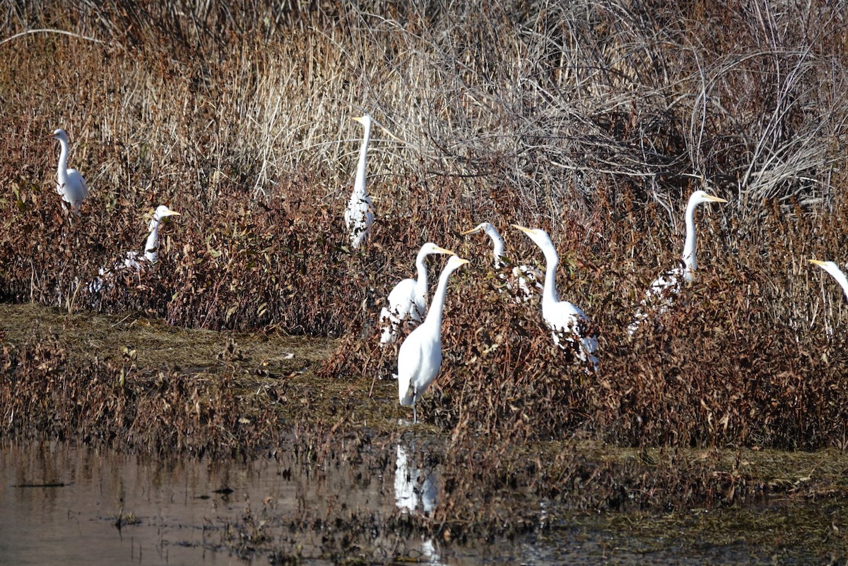 Great Egret - ML626326885