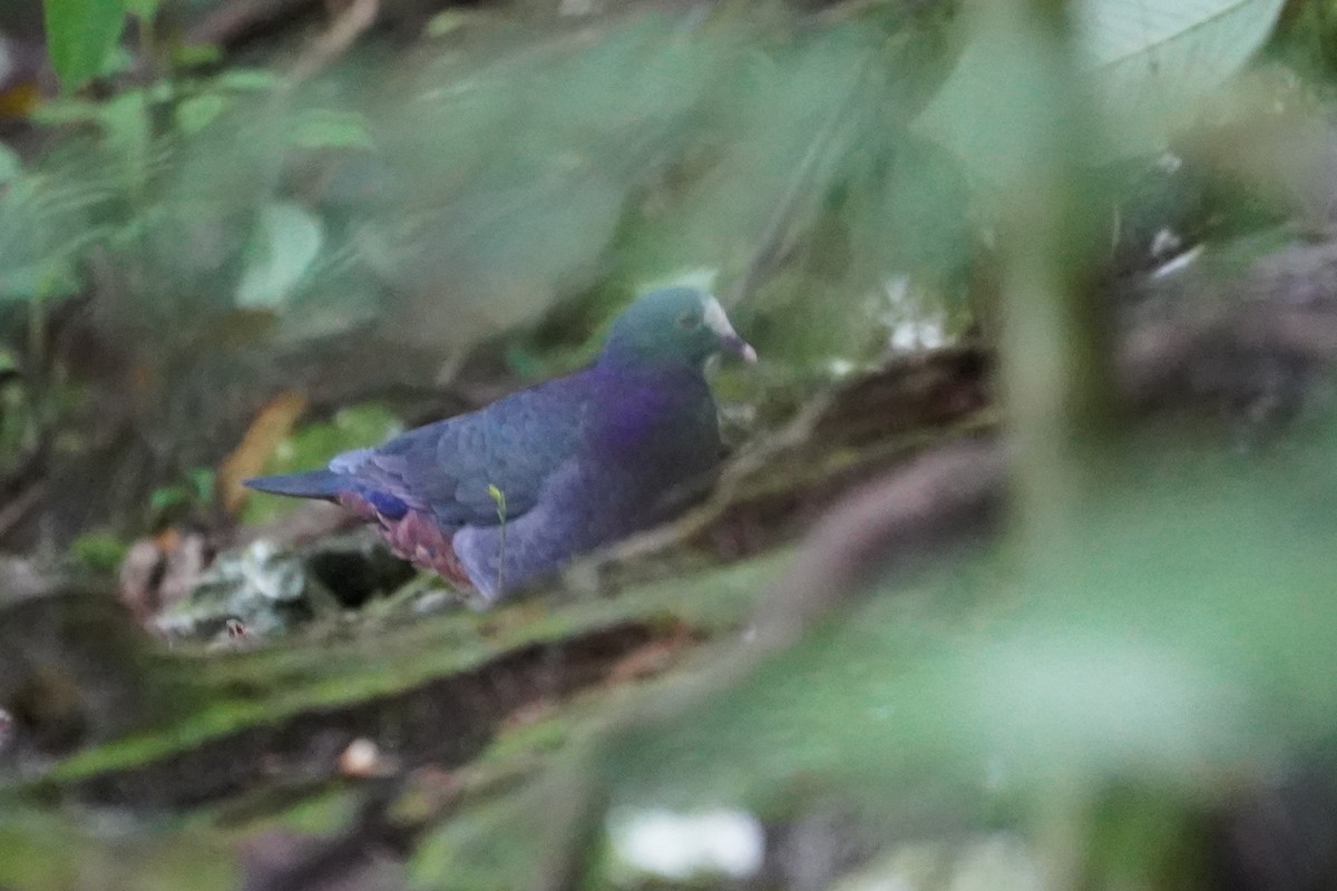 White-fronted Quail-Dove - ML626326938