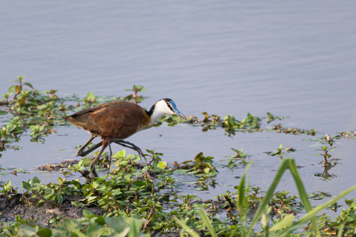 African Jacana - ML626326993