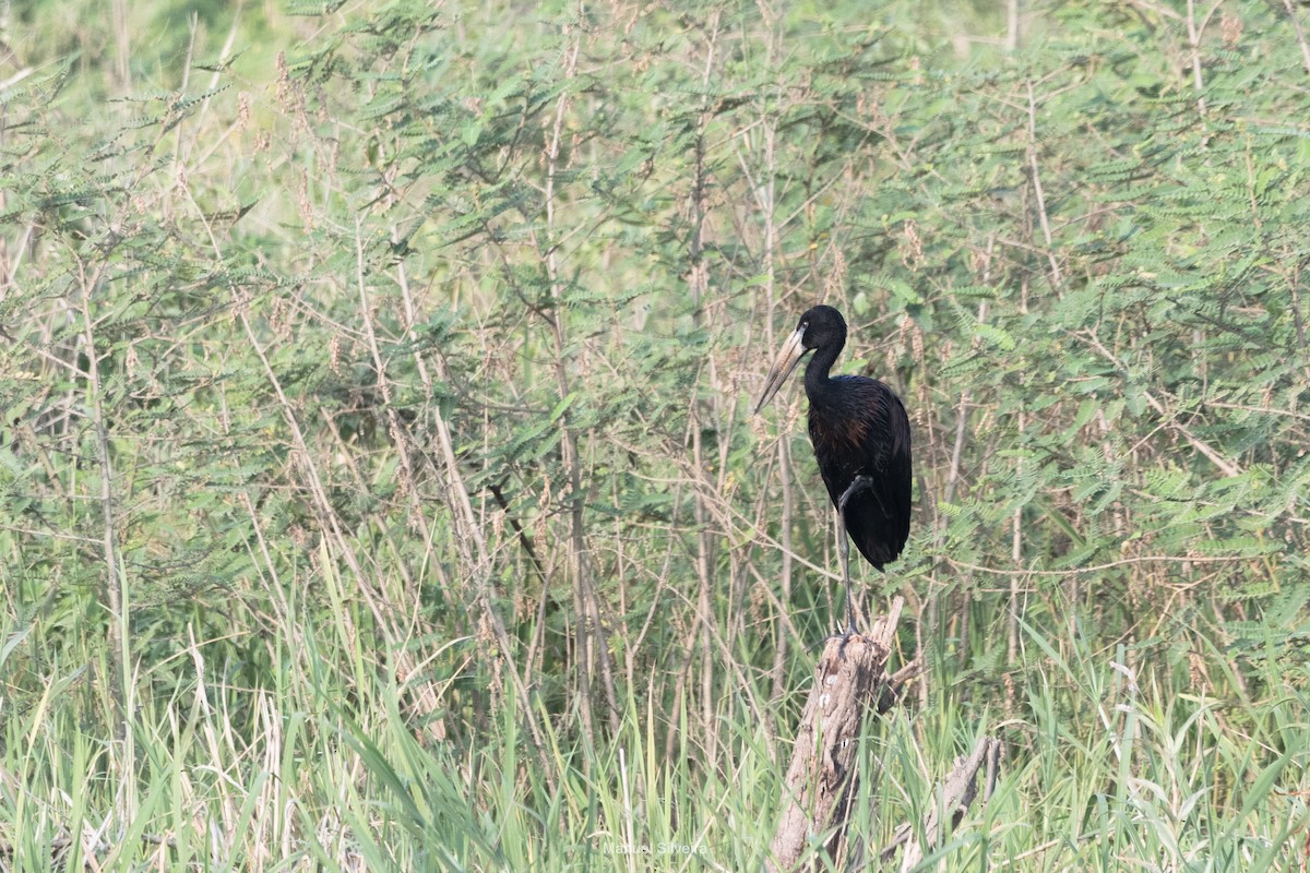 African Openbill - ML626326996