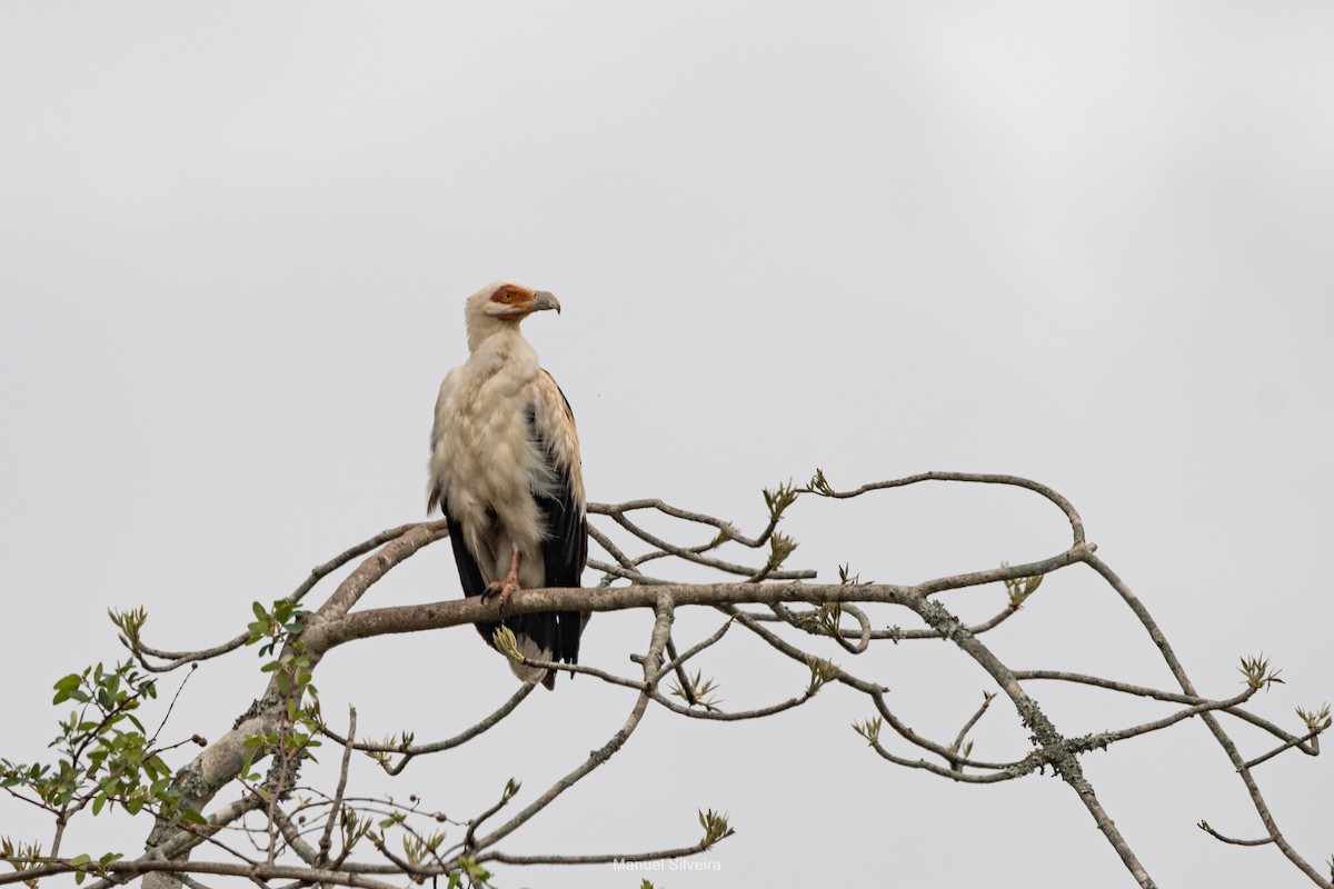 Palm-nut Vulture - ML626327001
