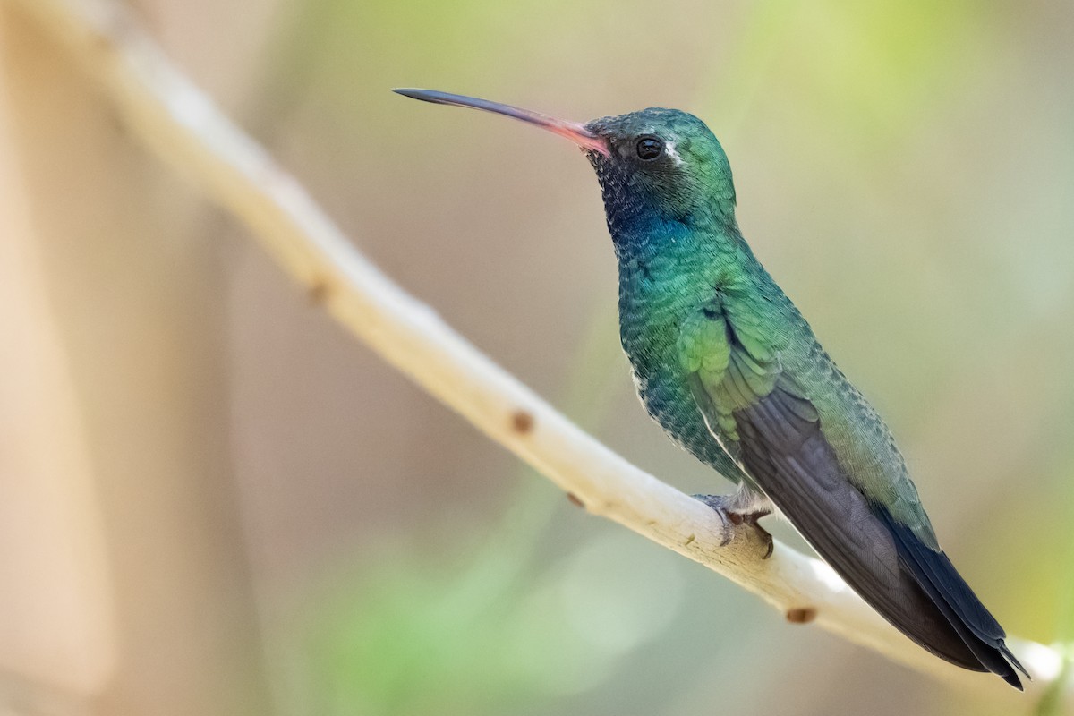 Broad-billed Hummingbird - ML626327037