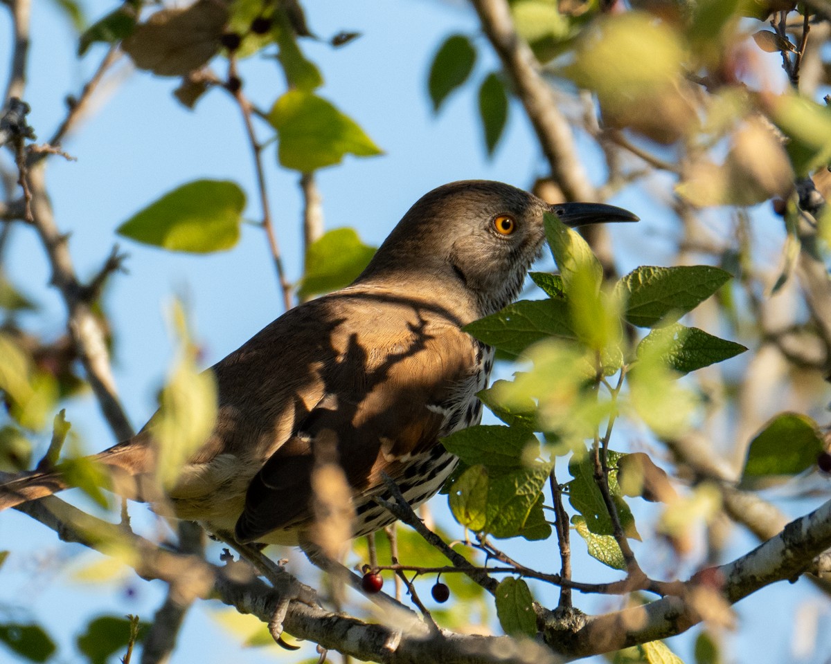 Тремблер рудий - ML626327088