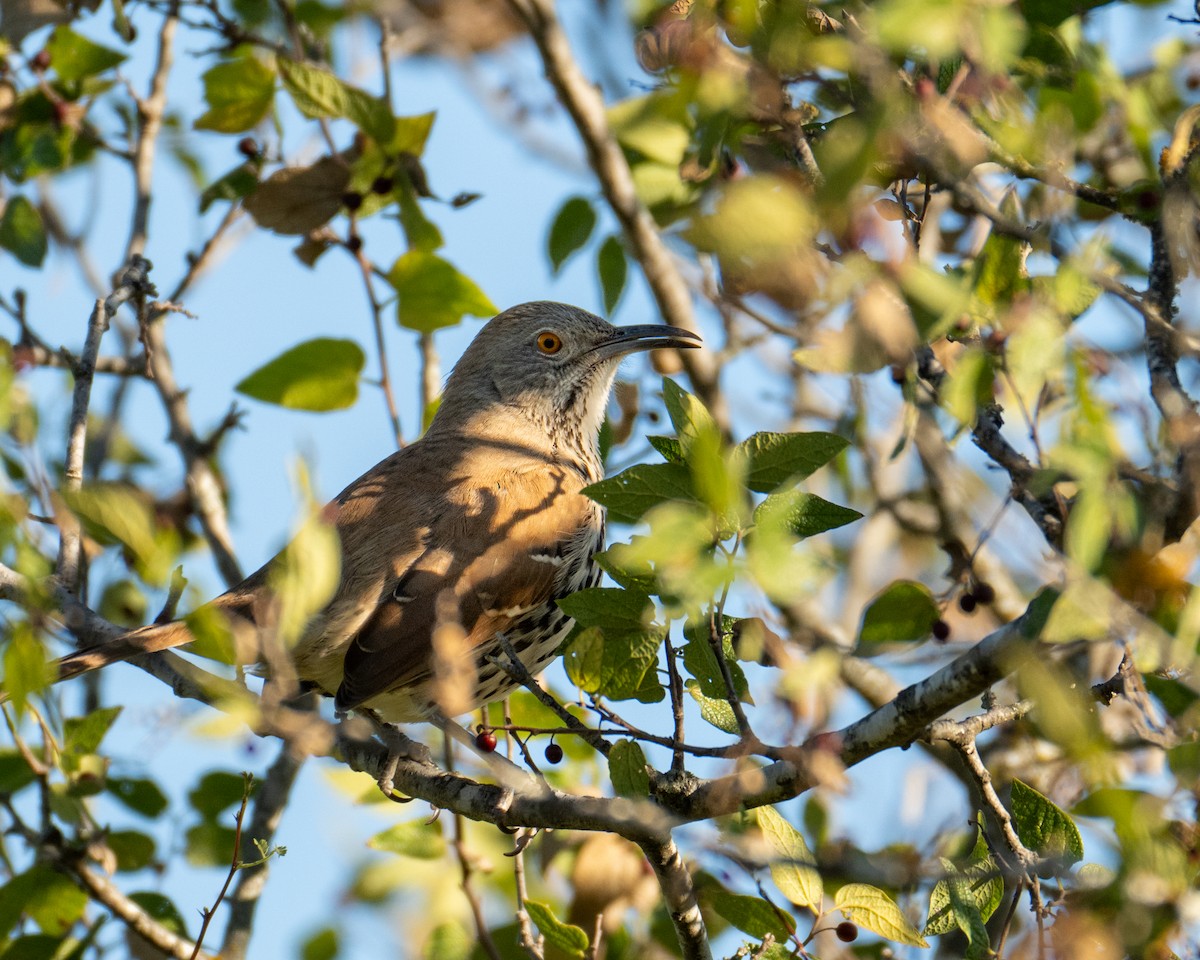 Тремблер рудий - ML626327089
