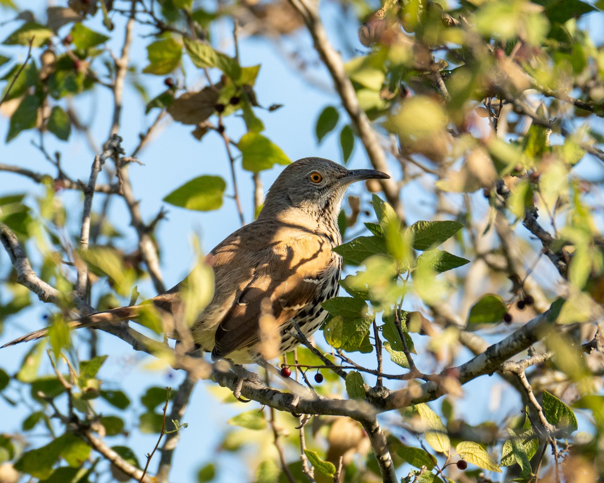 Тремблер рудий - ML626327090